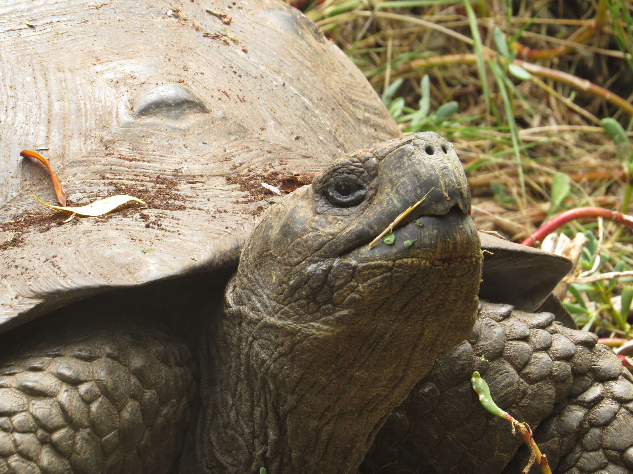 Image of Sierra Negra giant tortoise