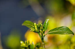 Image of golden trumpet