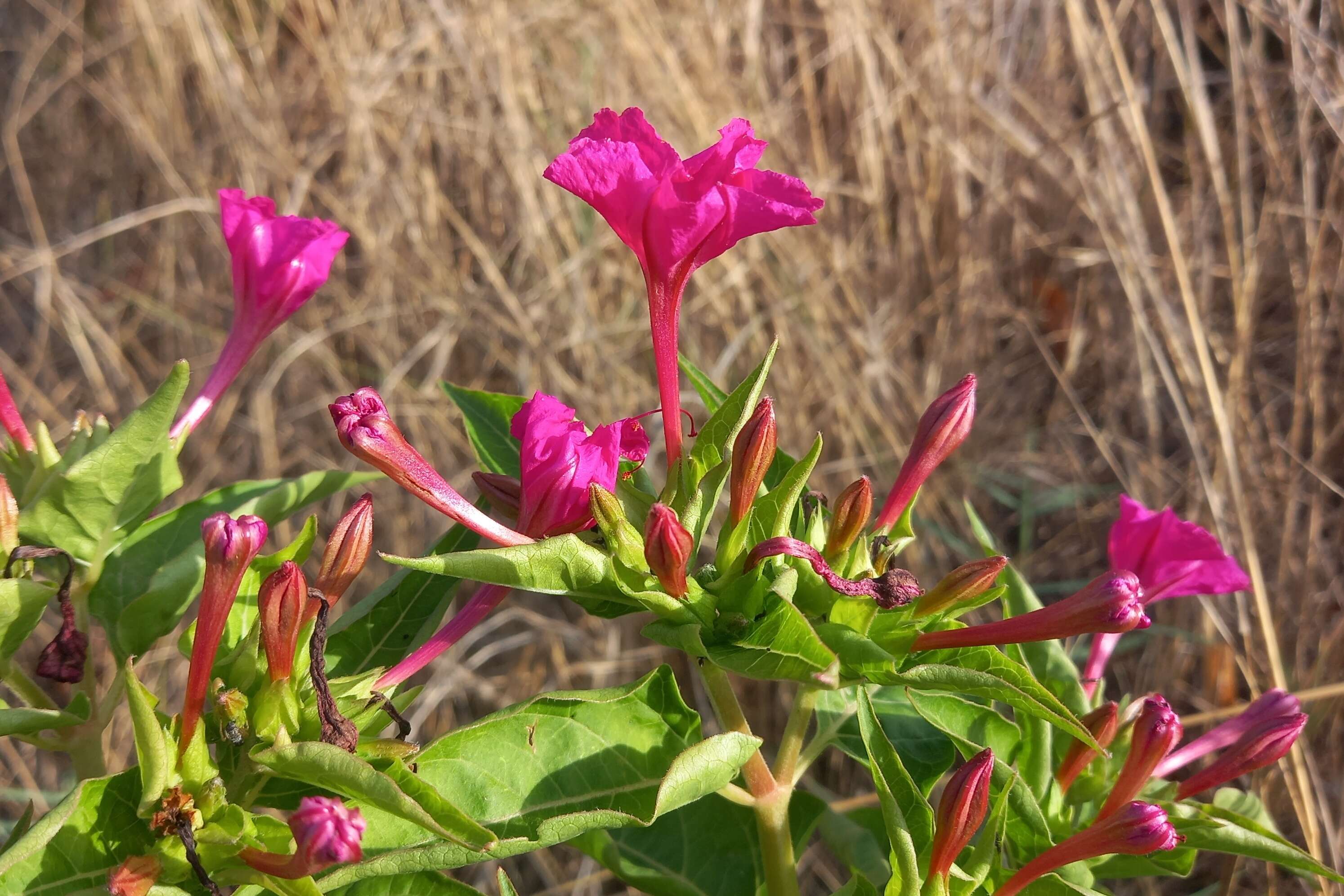 Image of Four o'Clock flower