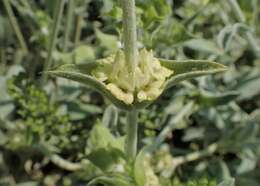 Image of Ironwort