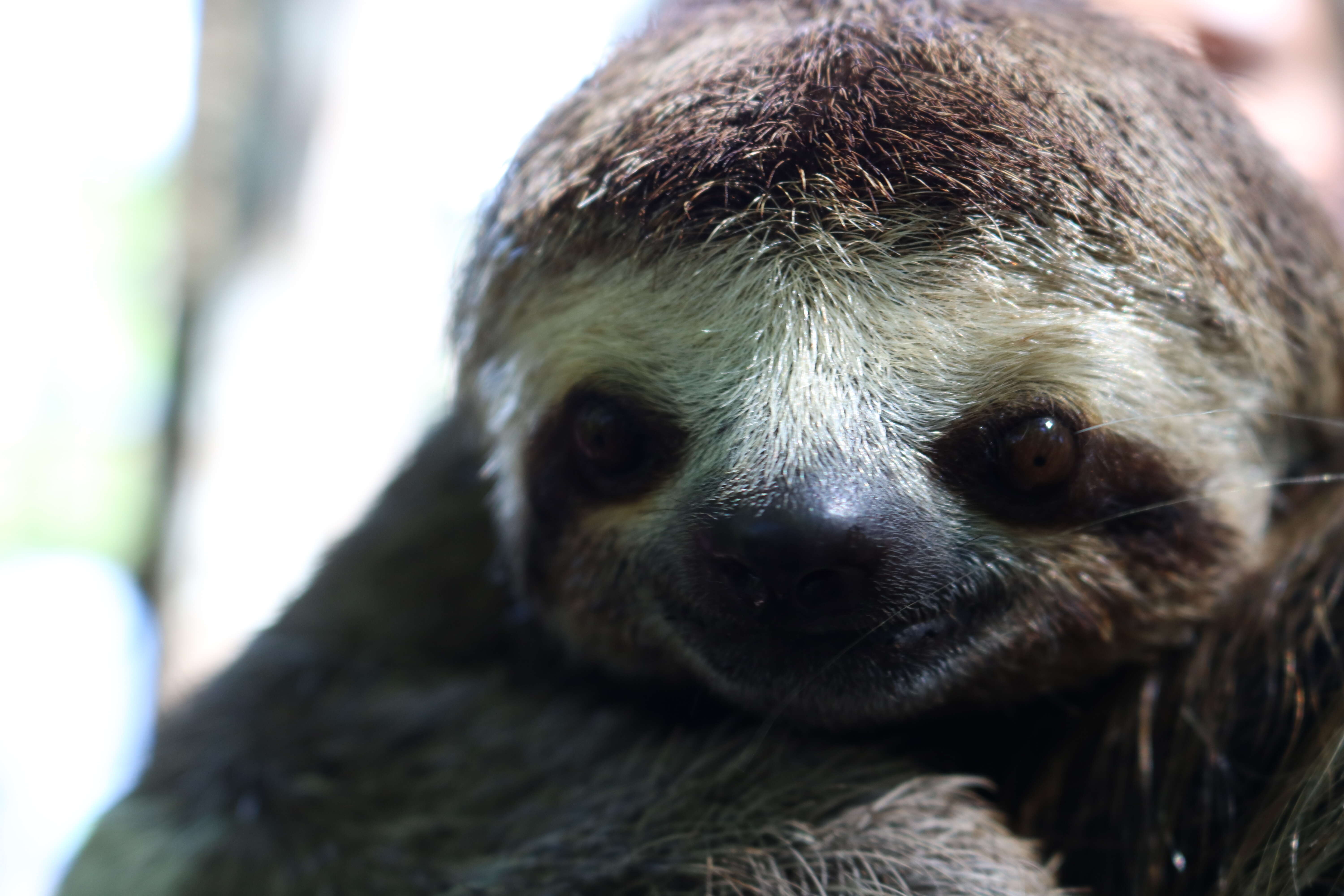 Image of Brown-throated Three-toed Sloth