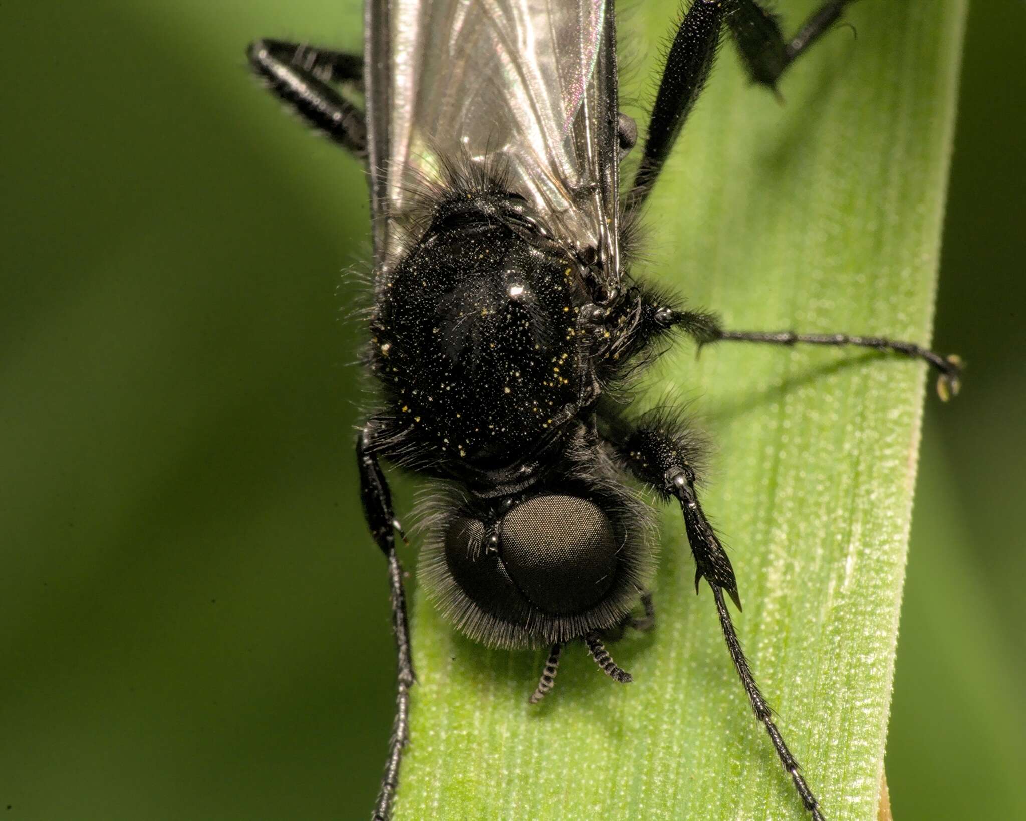 Image of Bibio marci (Linnaeus 1758)