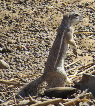 Image of Damara Ground Squirrel