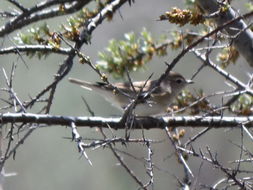 Image of Garden warbler