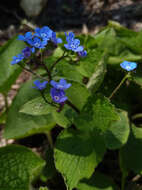 Plancia ëd Brunnera macrophylla (Adams) I. M. Johnst.