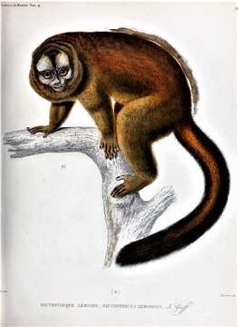 Image of Colombian Night Monkey