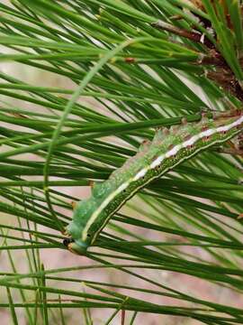 Image of Southern Pine Sphinx