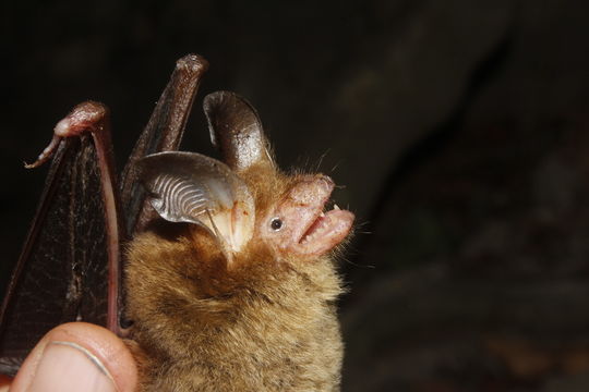 18.https www inaturalist org photos 3698730.580x360