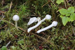 Inocybe geophylla (Bull.) P. Kumm. 1871 resmi