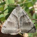 Image of Clover Looper, Range Grass-moth
