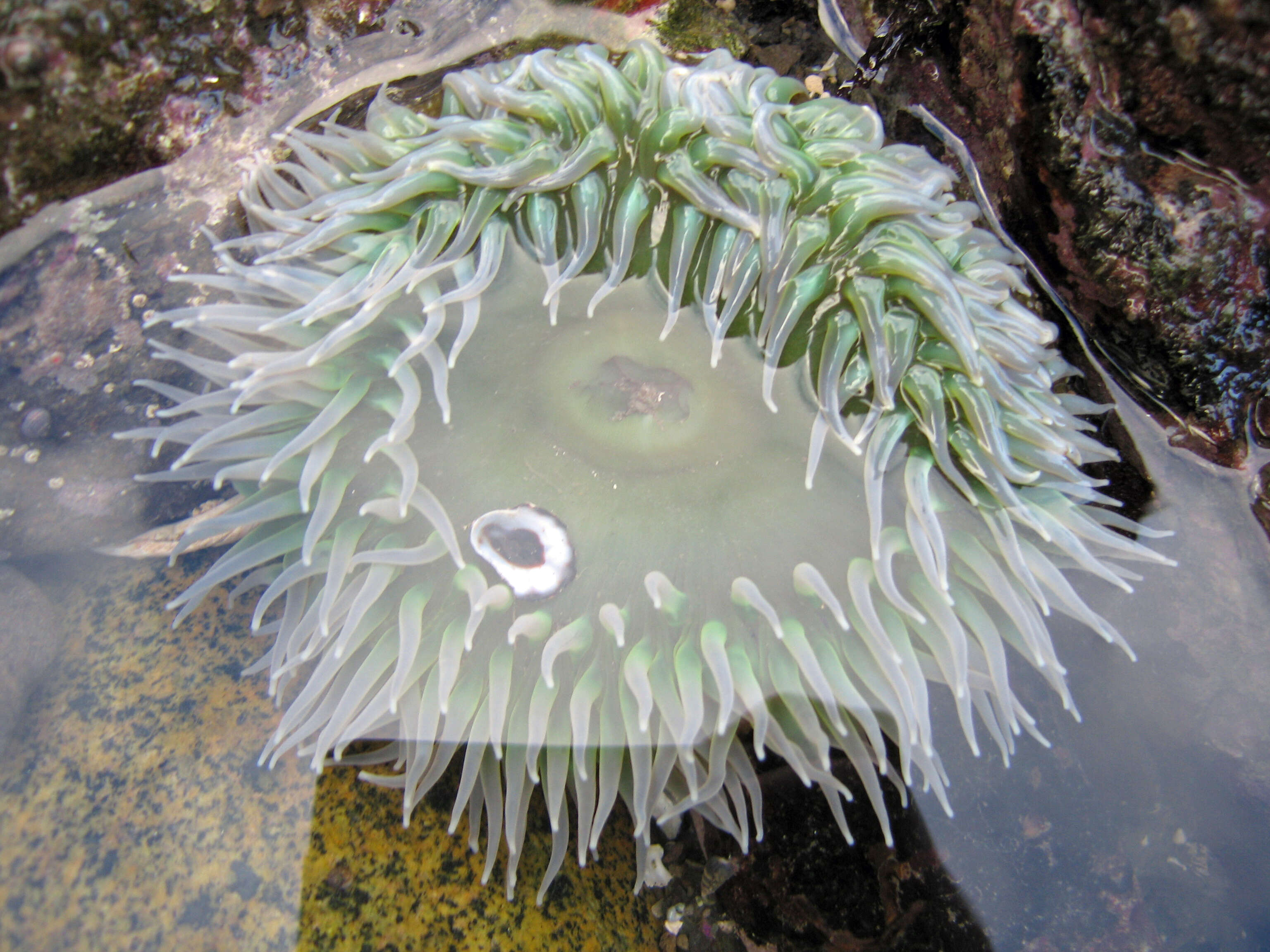 Image of giant green anemone