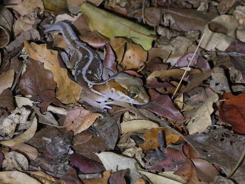 Image of Panther Gecko