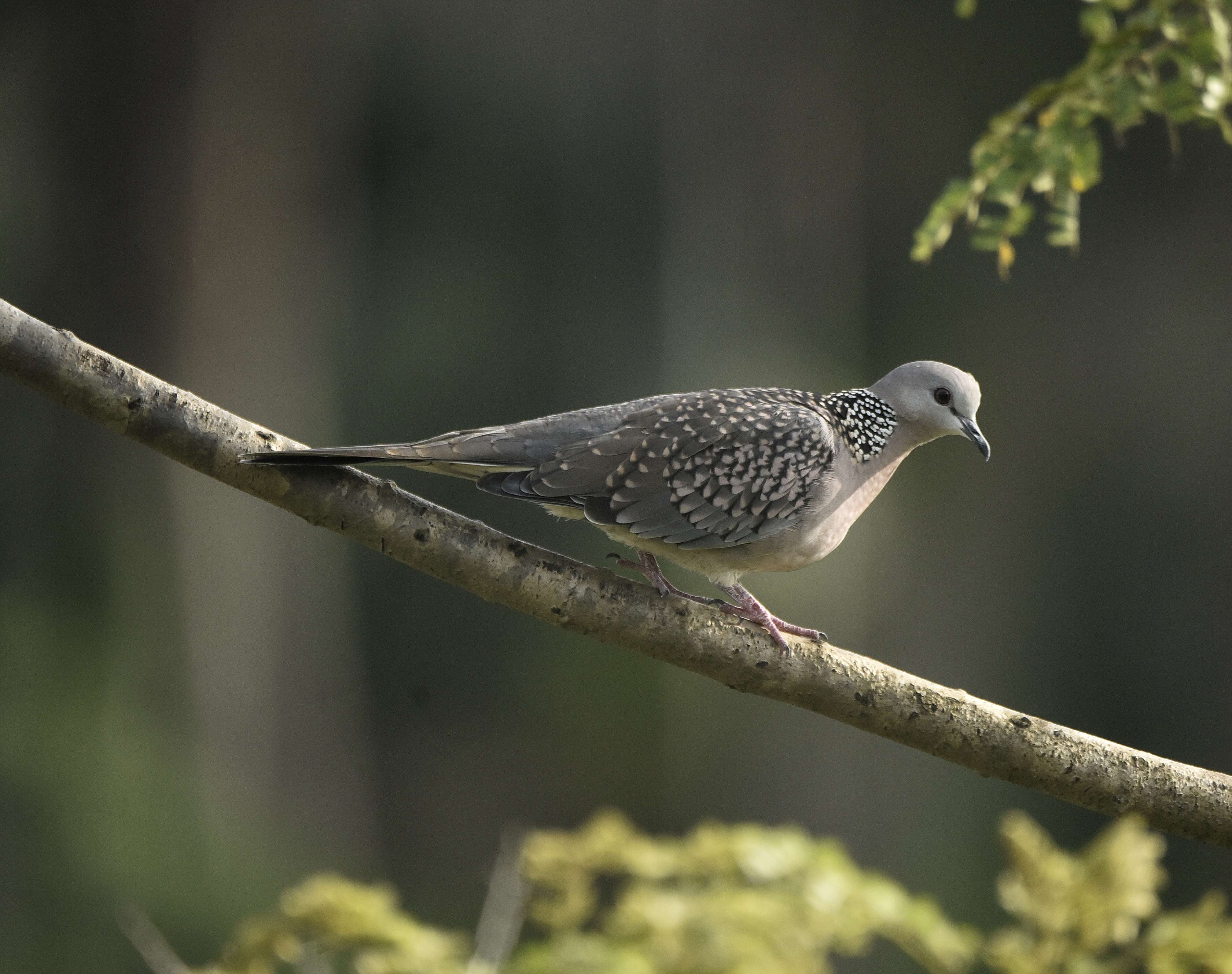 Image of Pink-spotted Fruit Dove