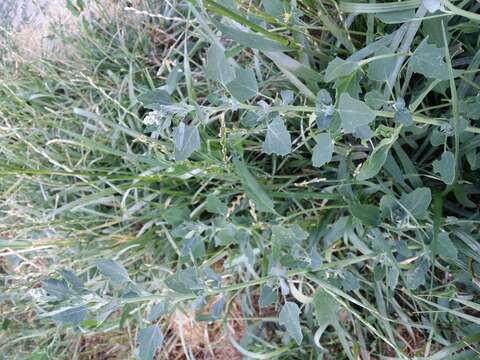 Plancia ëd Chenopodium opulifolium Schrader