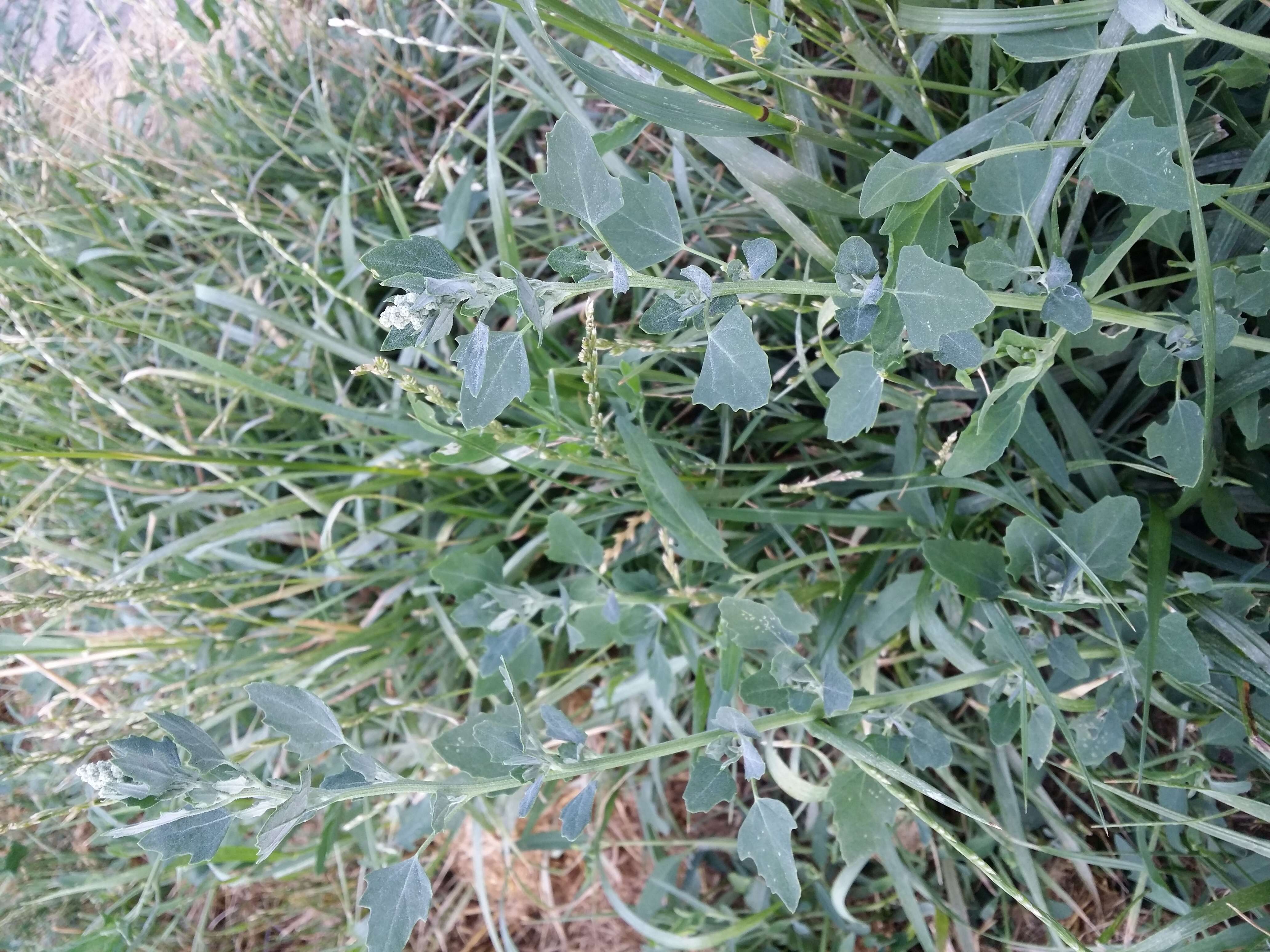 Image of Grey Goosefoot