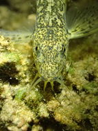 Image of Barbatula barbatula (Linnaeus 1758)