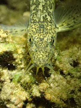 Image of Barbatula barbatula (Linnaeus 1758)