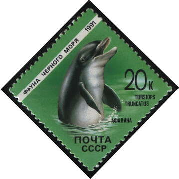 Image of Black Sea bottlenose dolphin