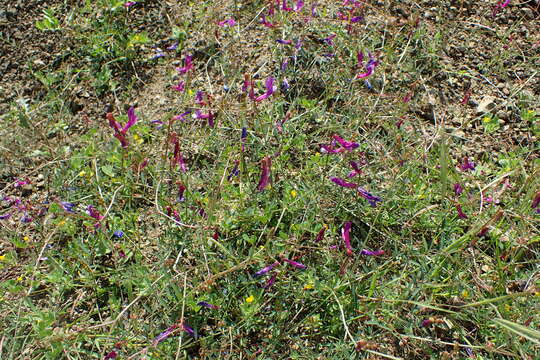 Image of vetch