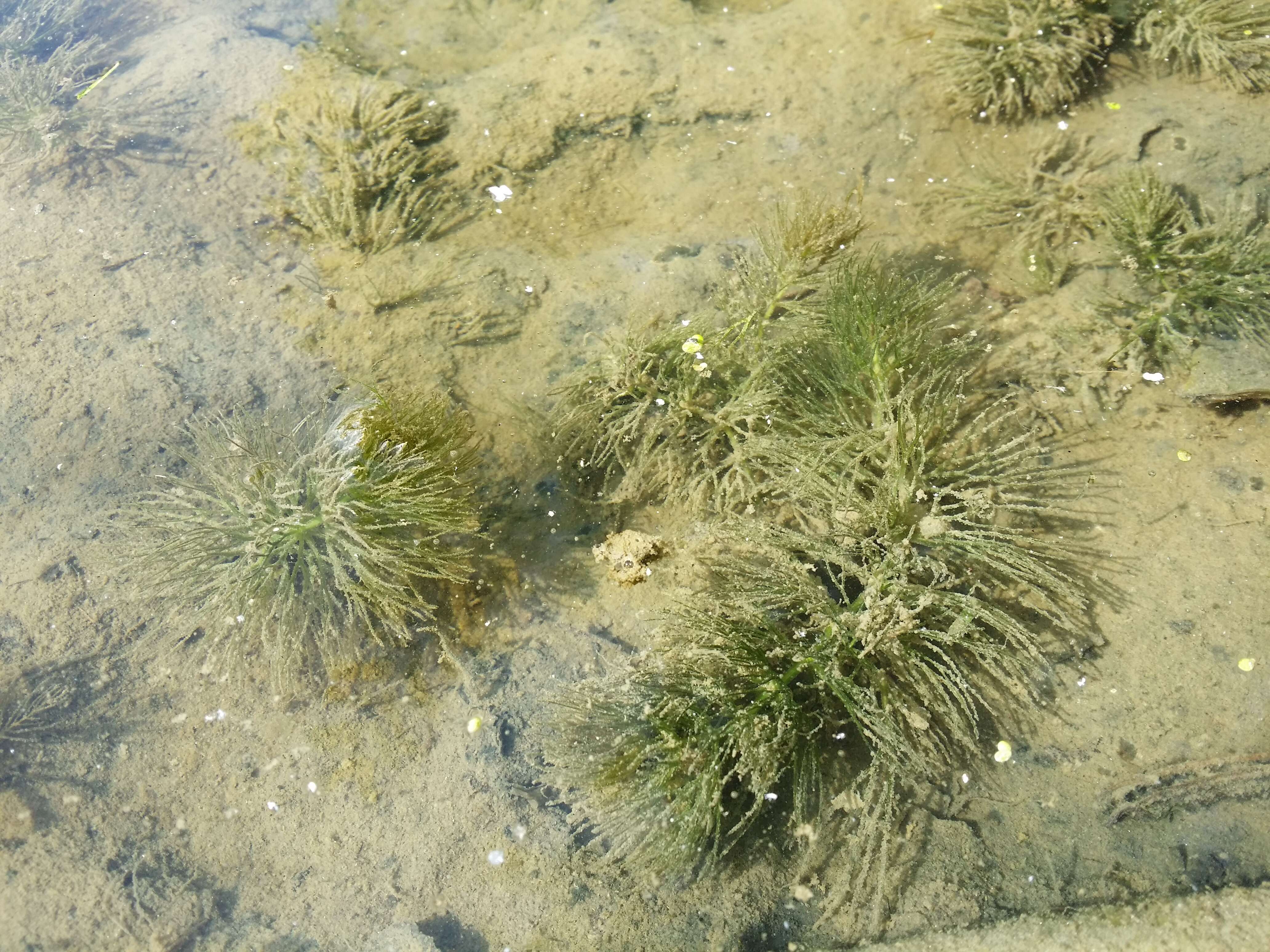 Image de Cératophylle Submergé