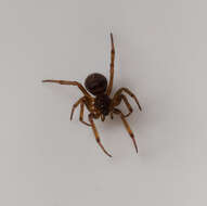 Image of False widow