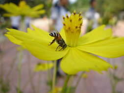 Image of sulphur cosmos