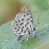 Image of Forest Pierrot