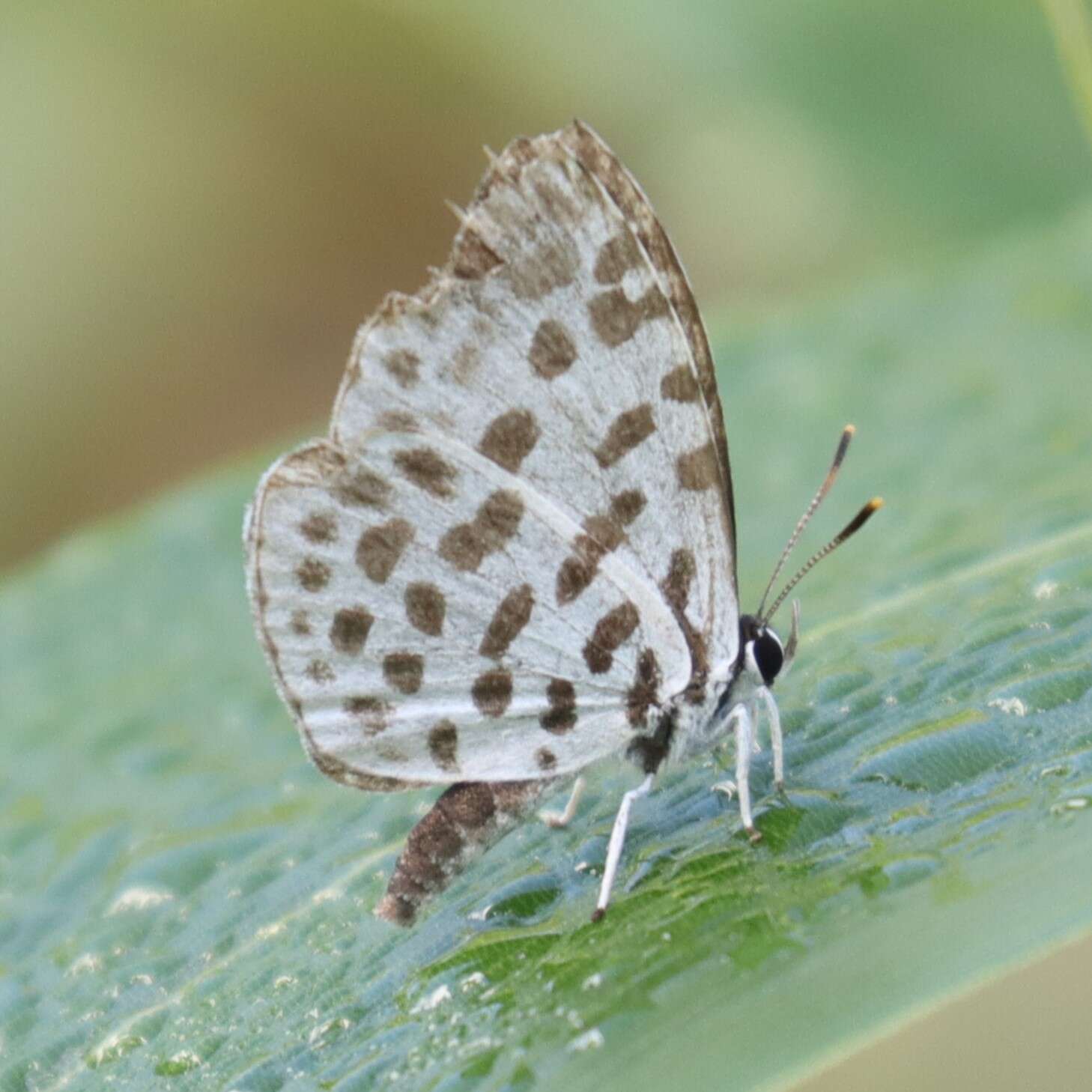 Image of Forest Pierrot