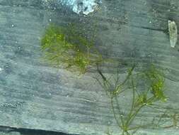 Image of Compact Stonewort