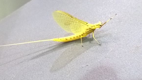 18.https www inaturalist org photos 3707258.580x360