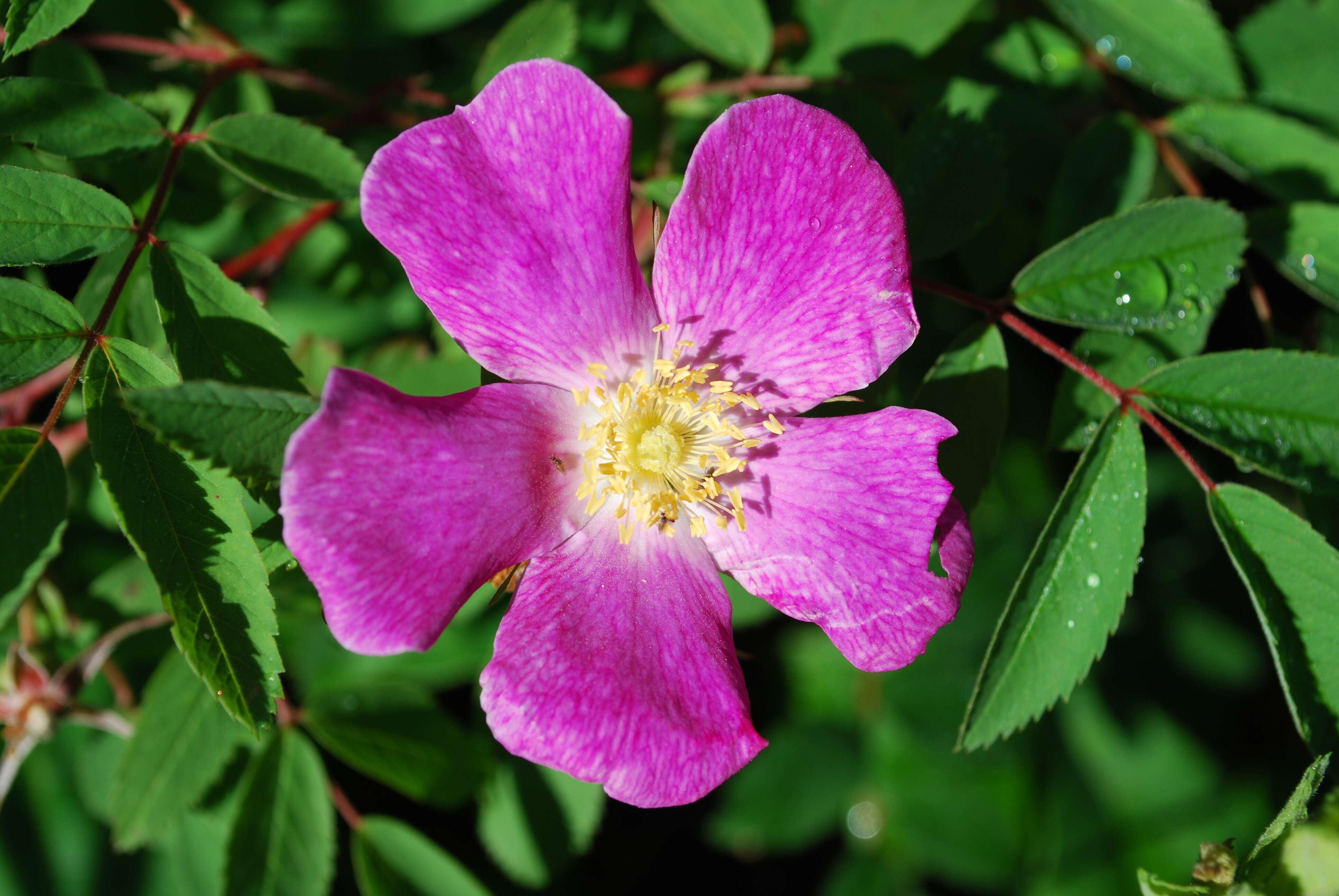 Image of prairie rose