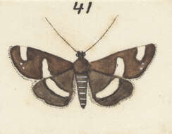 Image de Spoladea recurvalis Fabricius 1775