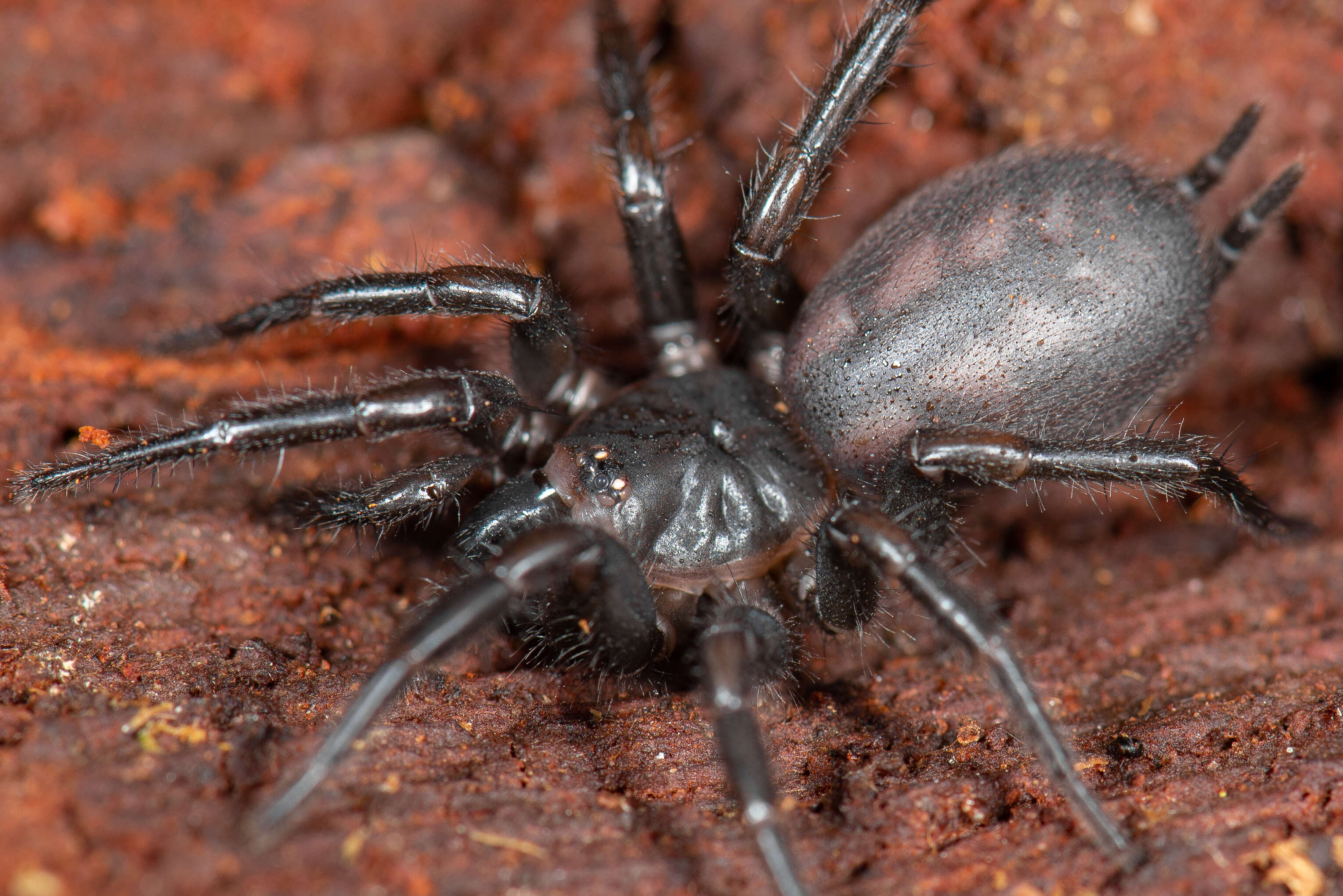 Image of Australian funnelweb spiders