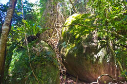 Image of Pothos longipes Schott