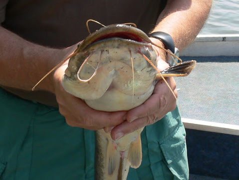 18.https www inaturalist org photos 37096.580x360