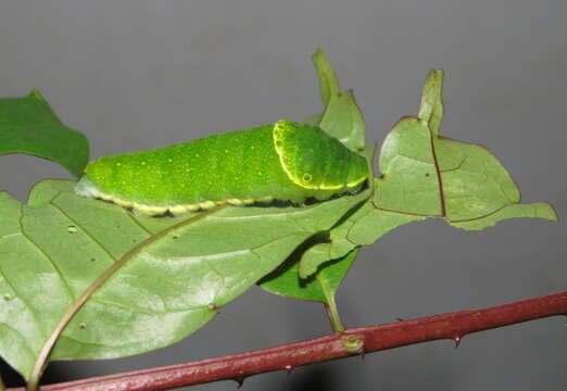 Image of Zanthoxylum rhetsa (Roxb.) DC.