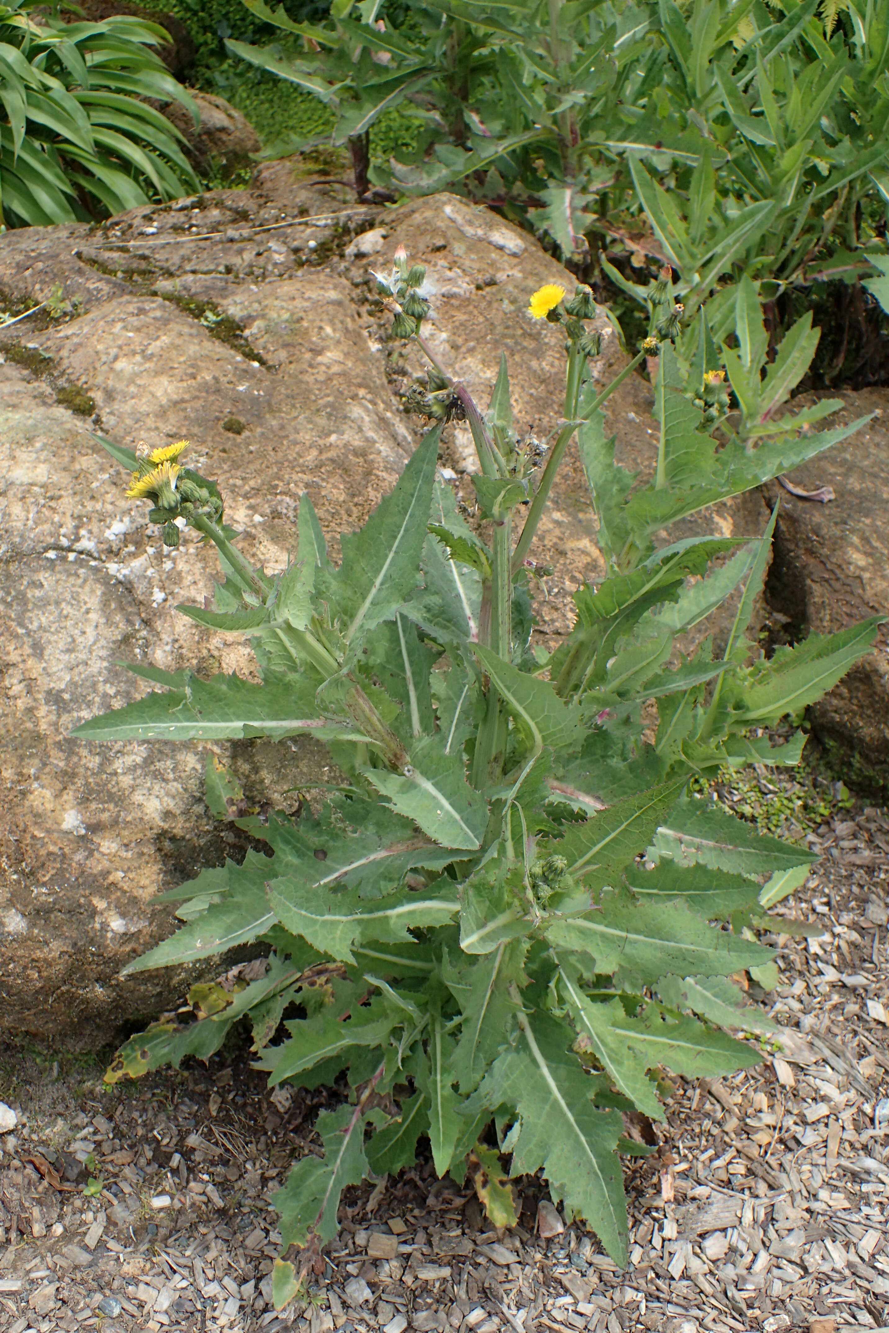 Imagem de Sonchus kirkii B. G. Hamlin