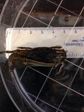 Image of Atlantic marsh fiddler