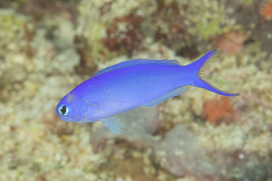 Image of Bluehead tilefish