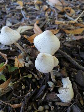 Image of Leucocoprinus cepistipes (Sowerby) Pat. 1889