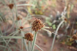 Image de Cyperus capitatus Vand.