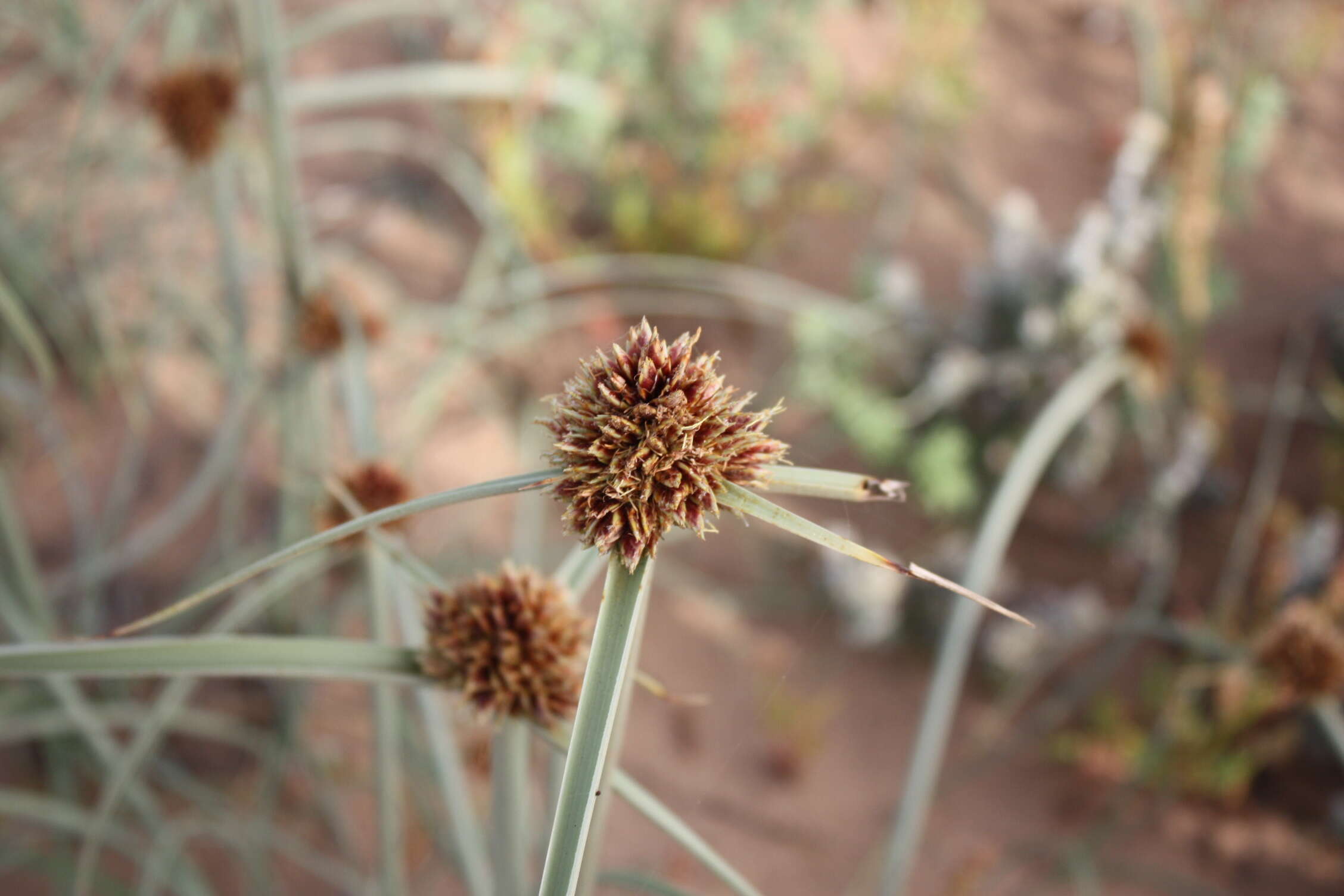 Image de Cyperus capitatus Vand.