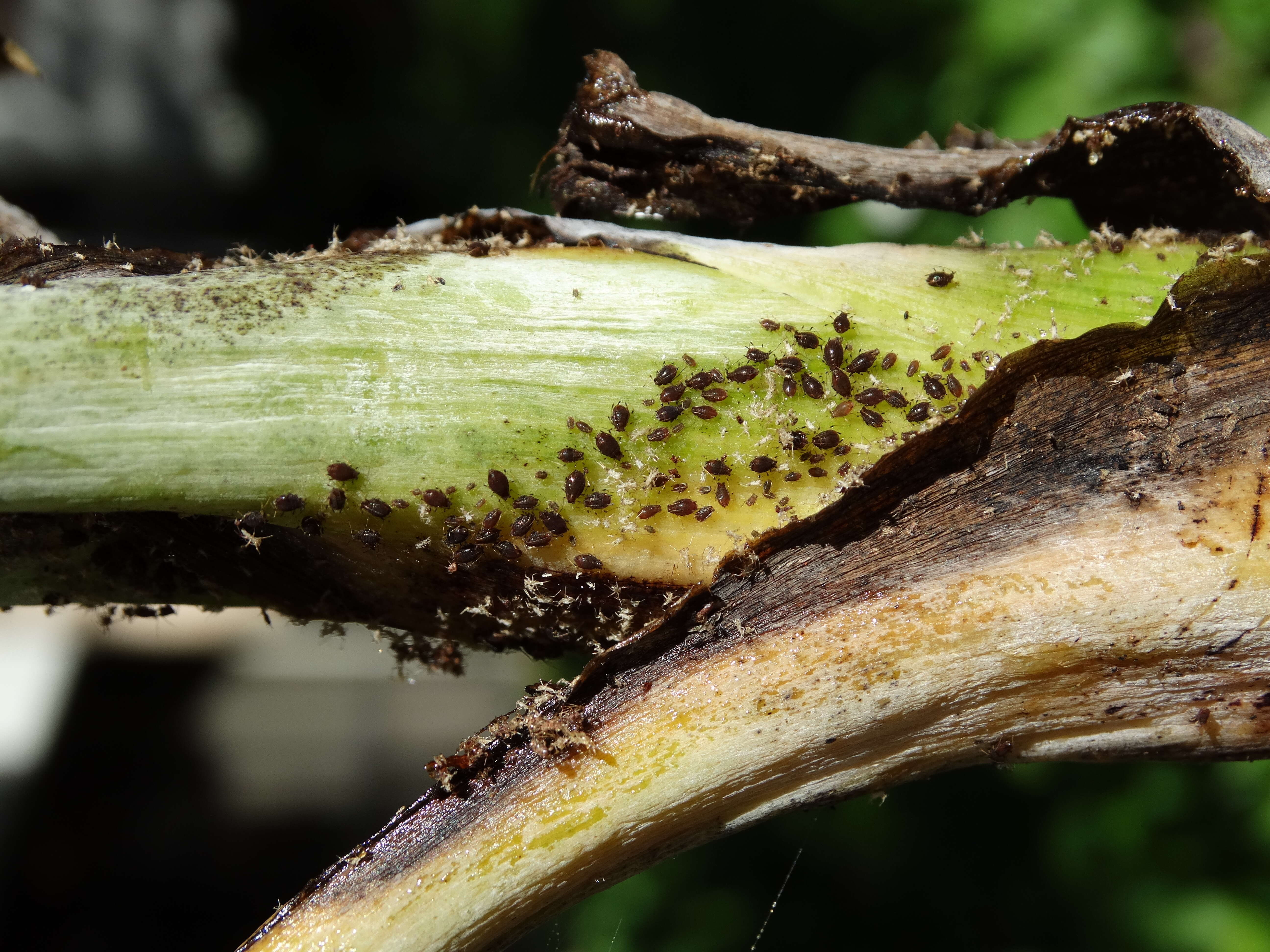 Image of Banana aphid