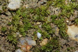 Image of atrichum moss