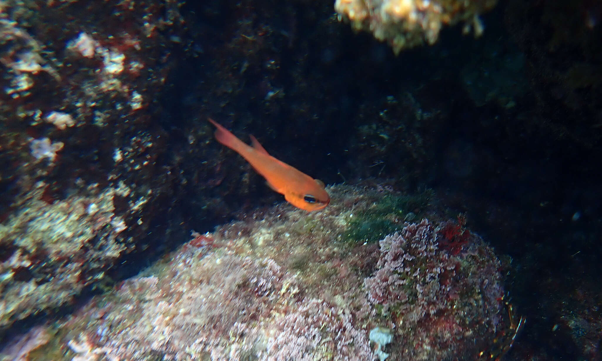 Image of Cardinal Fish