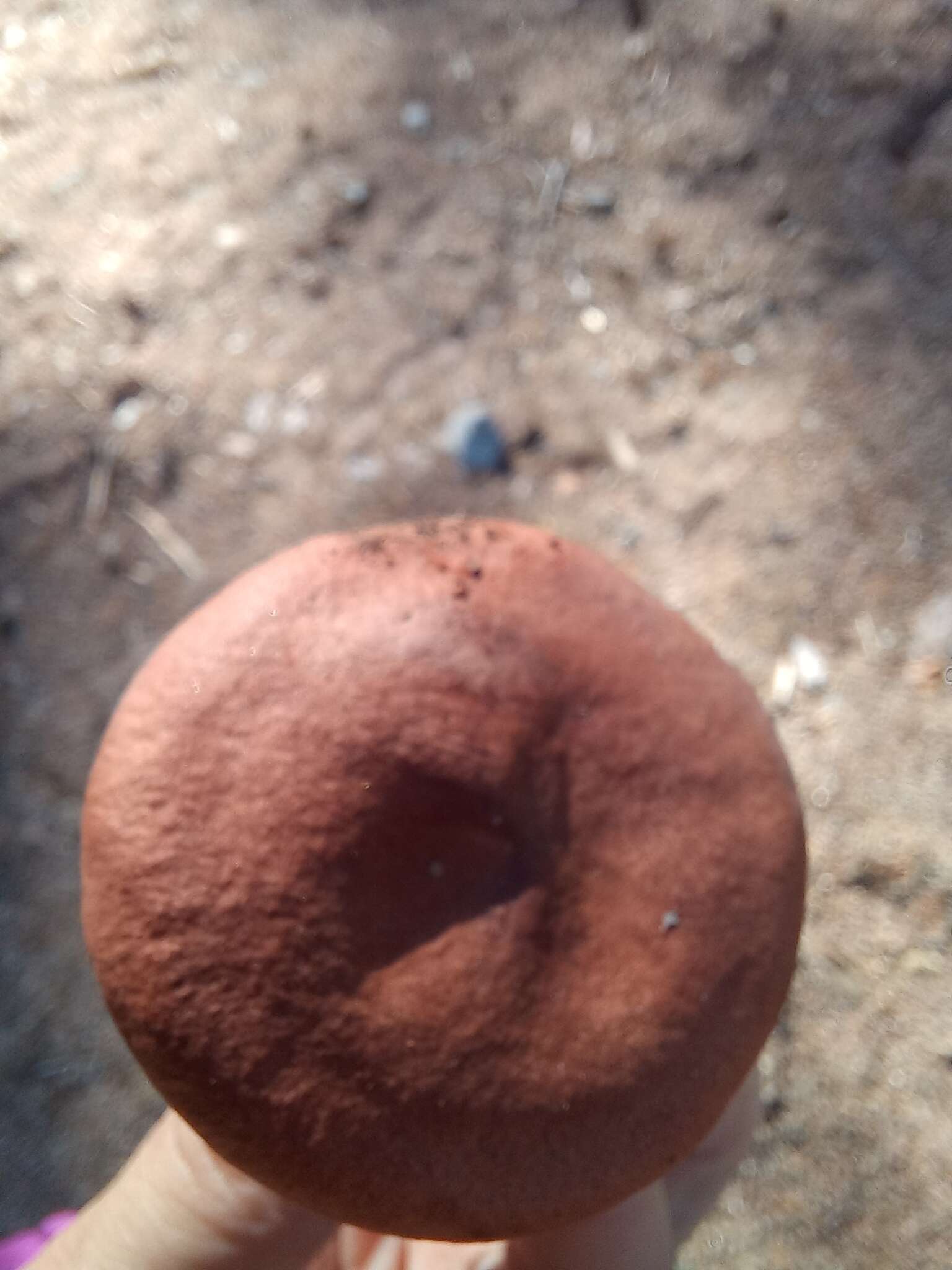 Image of Rufous Milkcap