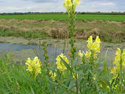 Image of Common Toadflax