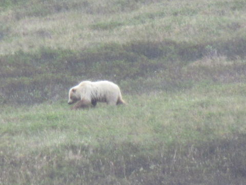 18.https www inaturalist org photos 3714319.580x360