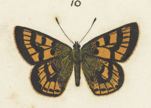 Lycaena feredayi (Bates 1867) resmi