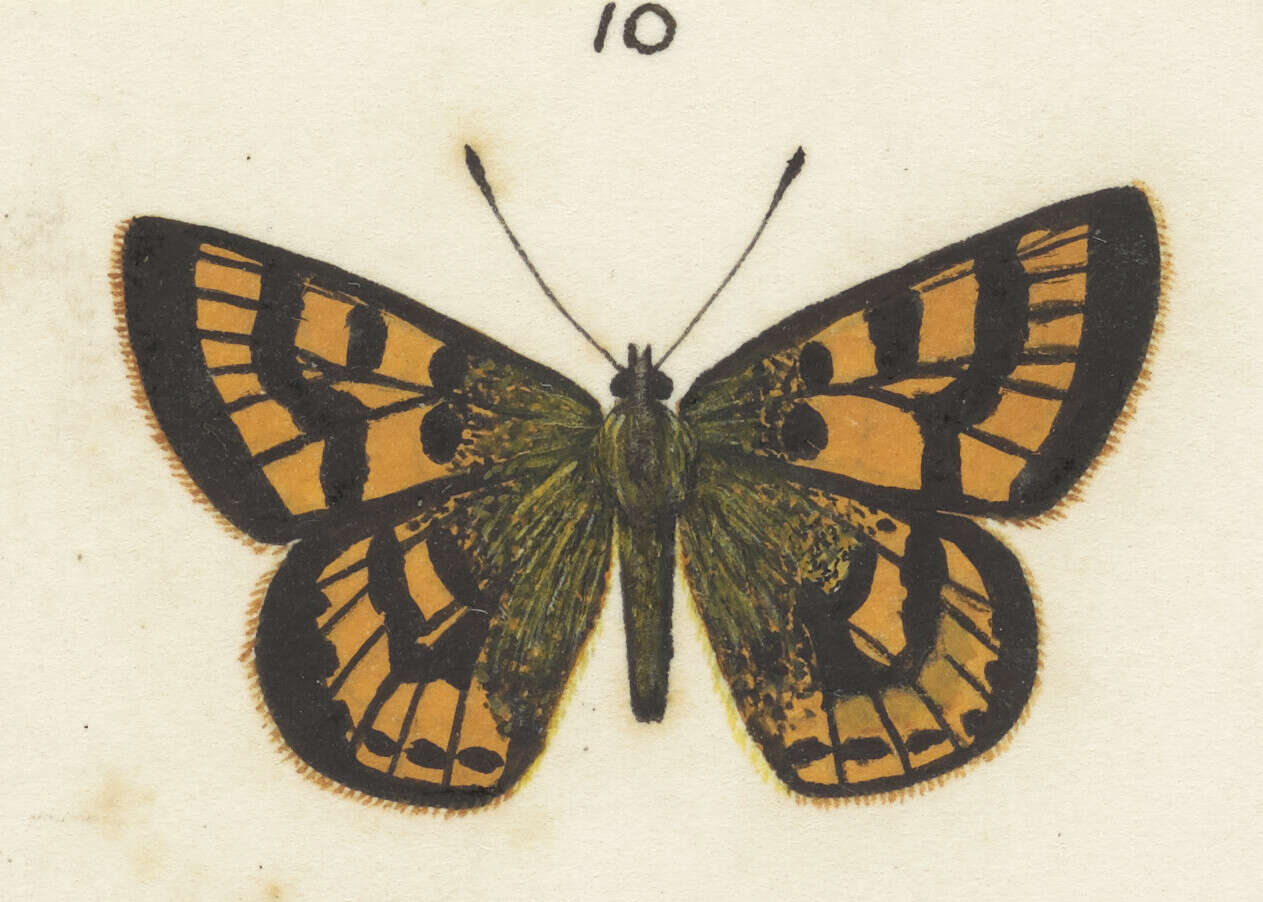 Image of Lycaena feredayi (Bates 1867)